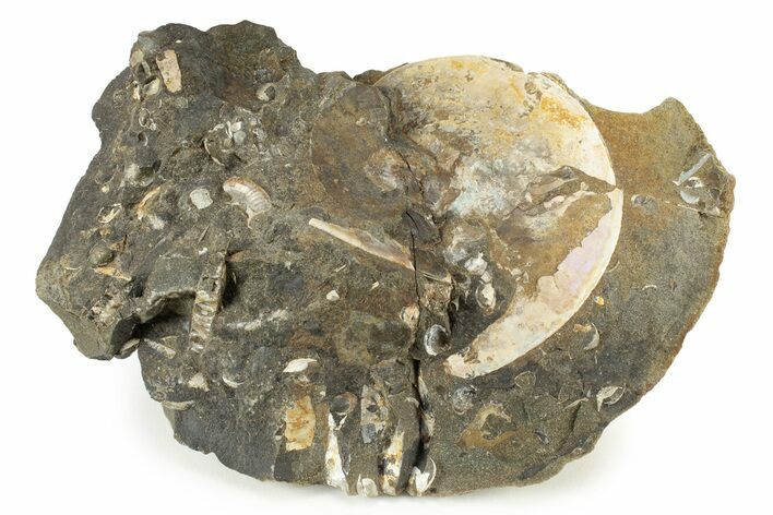 Cretaceous Fossil Ammonite (Sphenodiscus) - South Dakota #242541